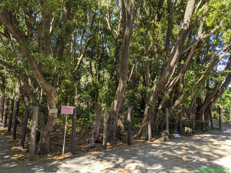 Featured image of post 阿武山古墳