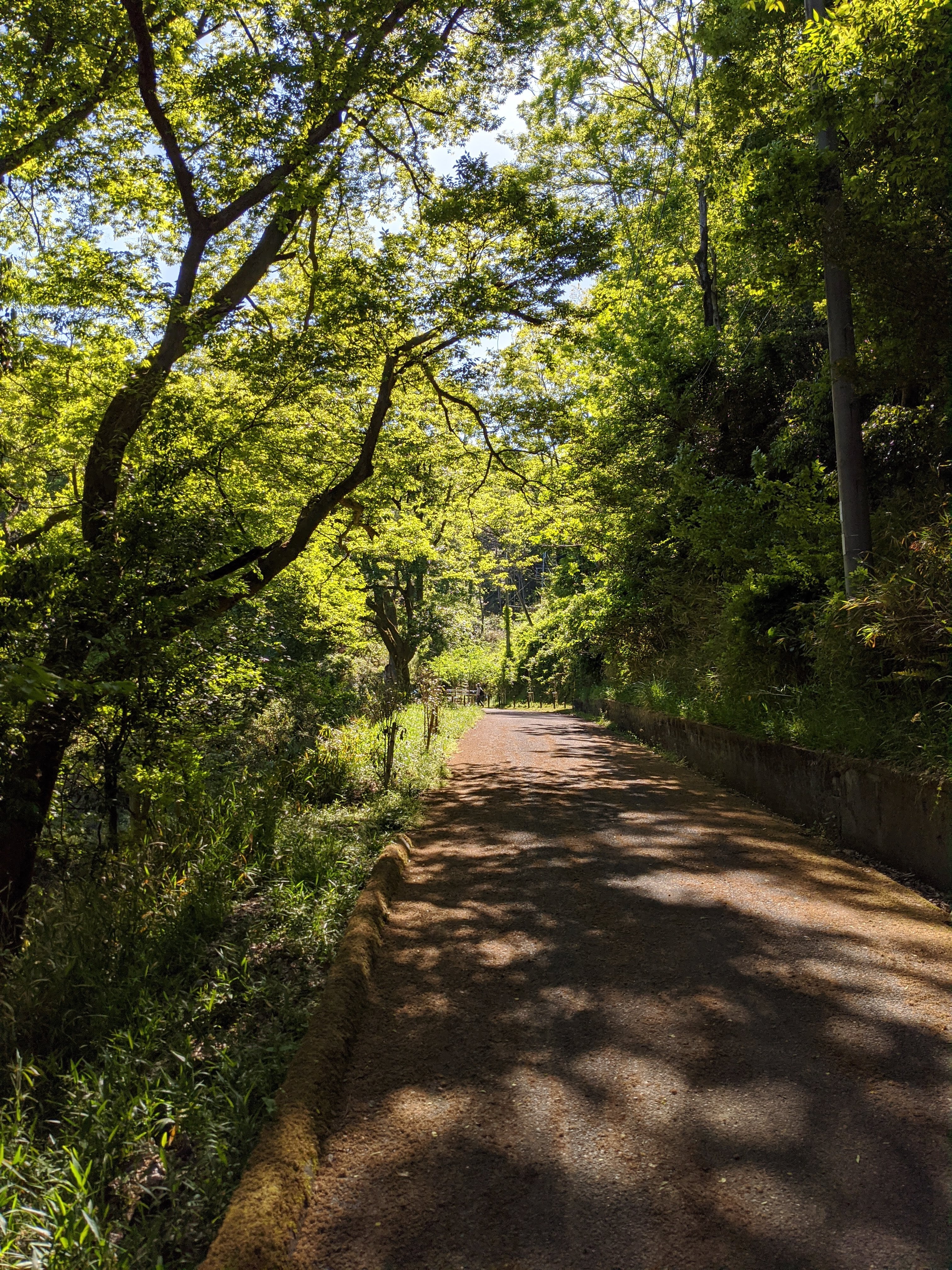 阿武山山頂への道