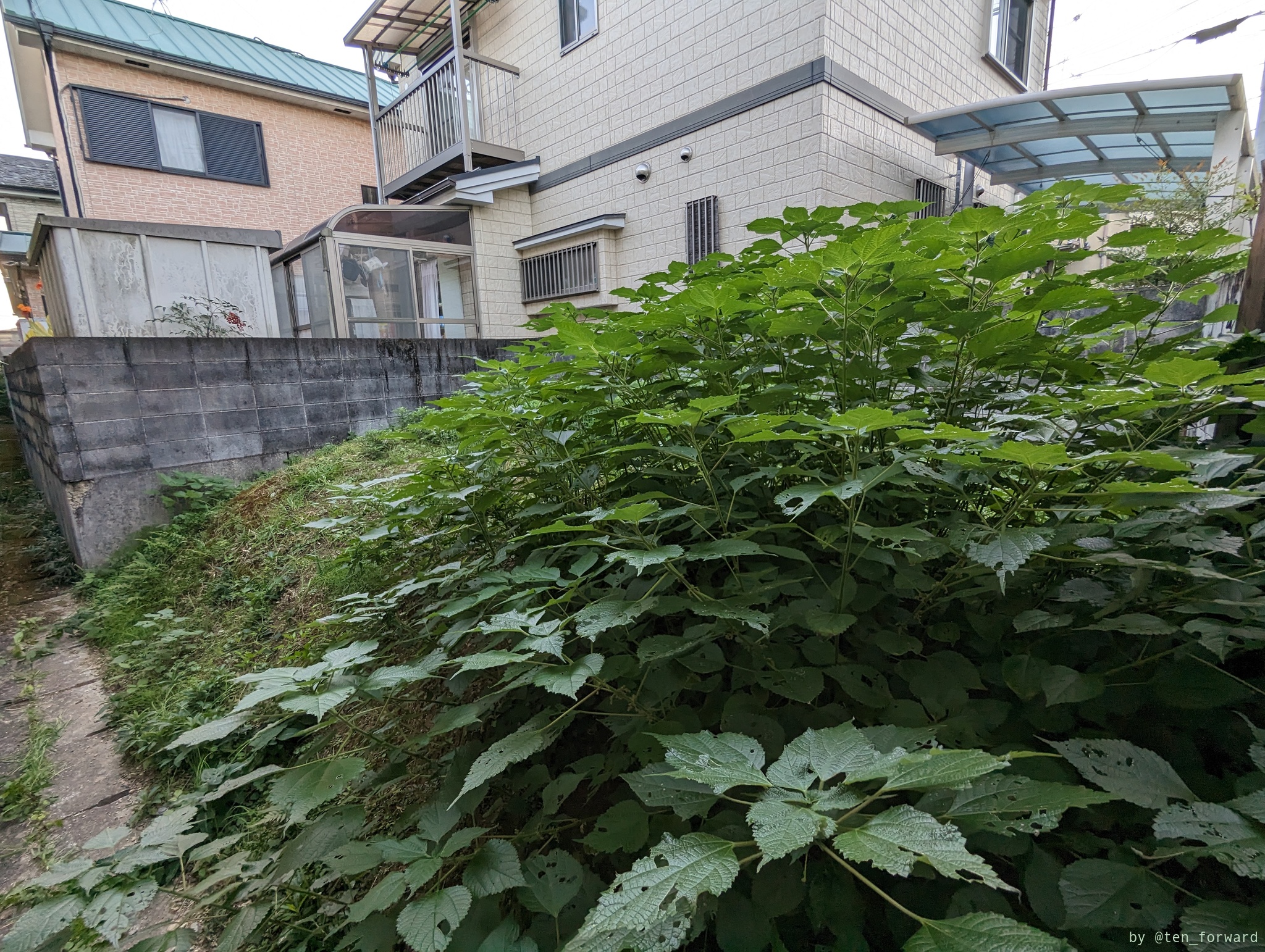 長法寺七ツ塚古墳群2号墳