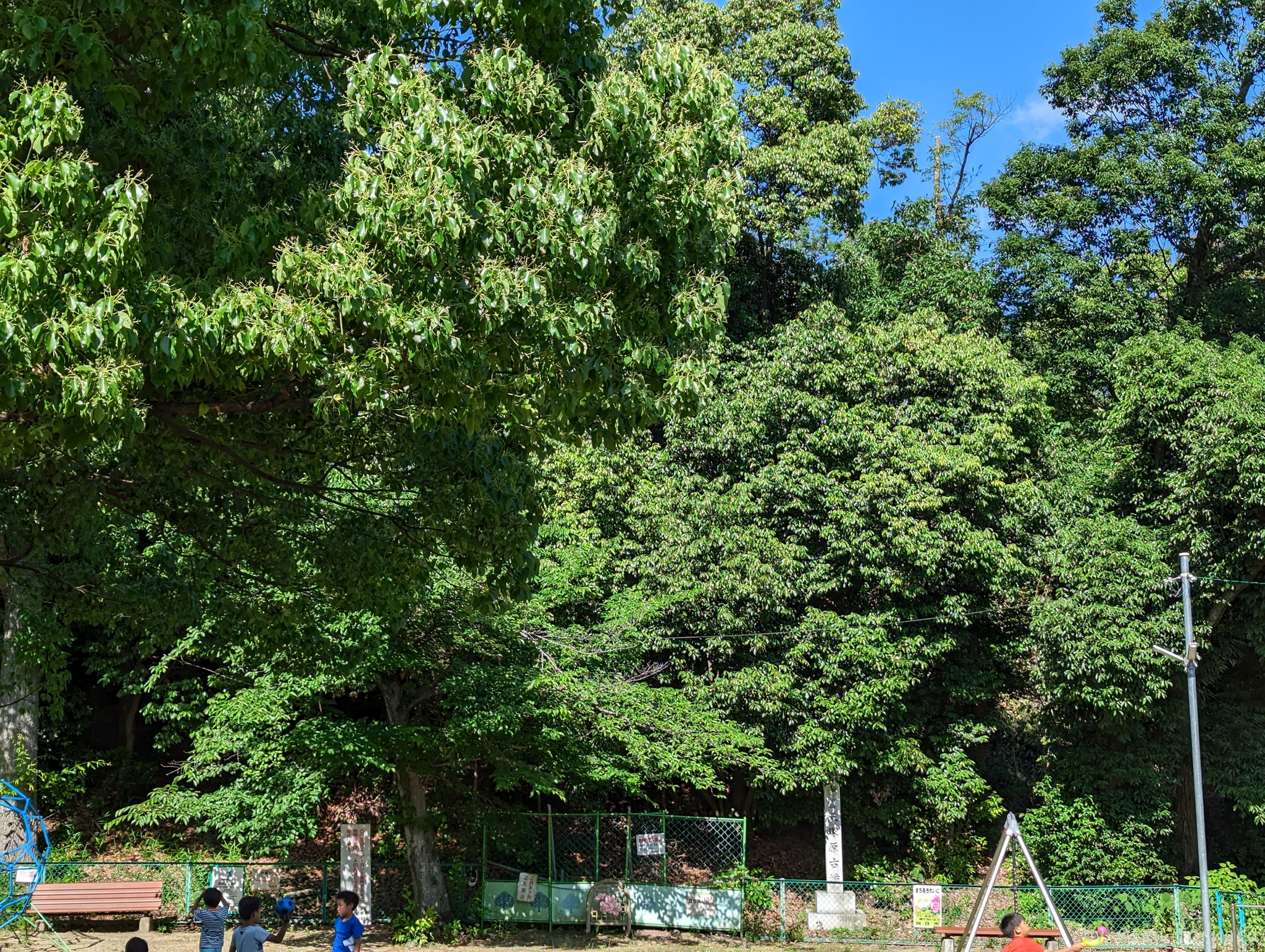 芝山公園