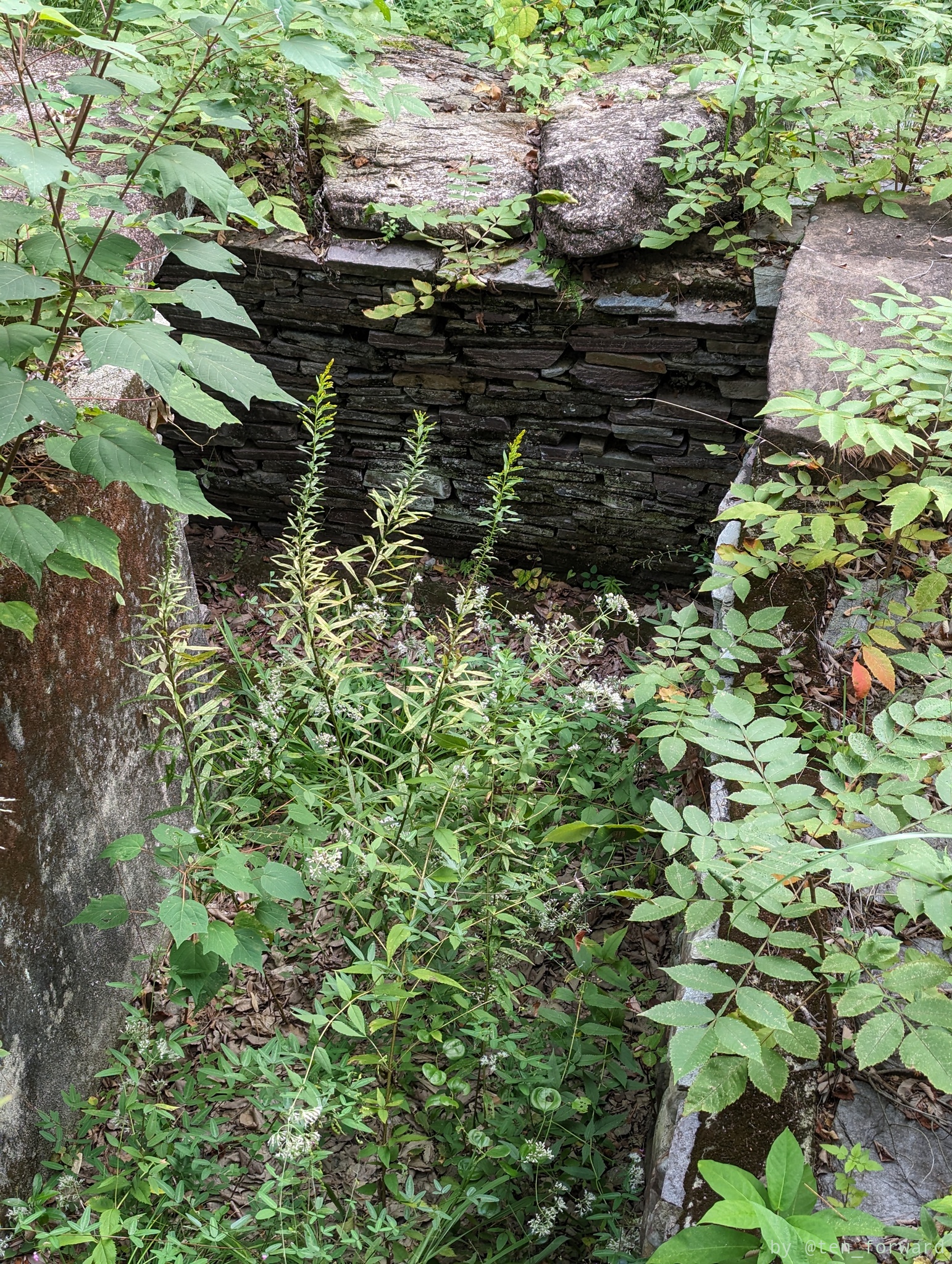 将軍山2号墳移設石室