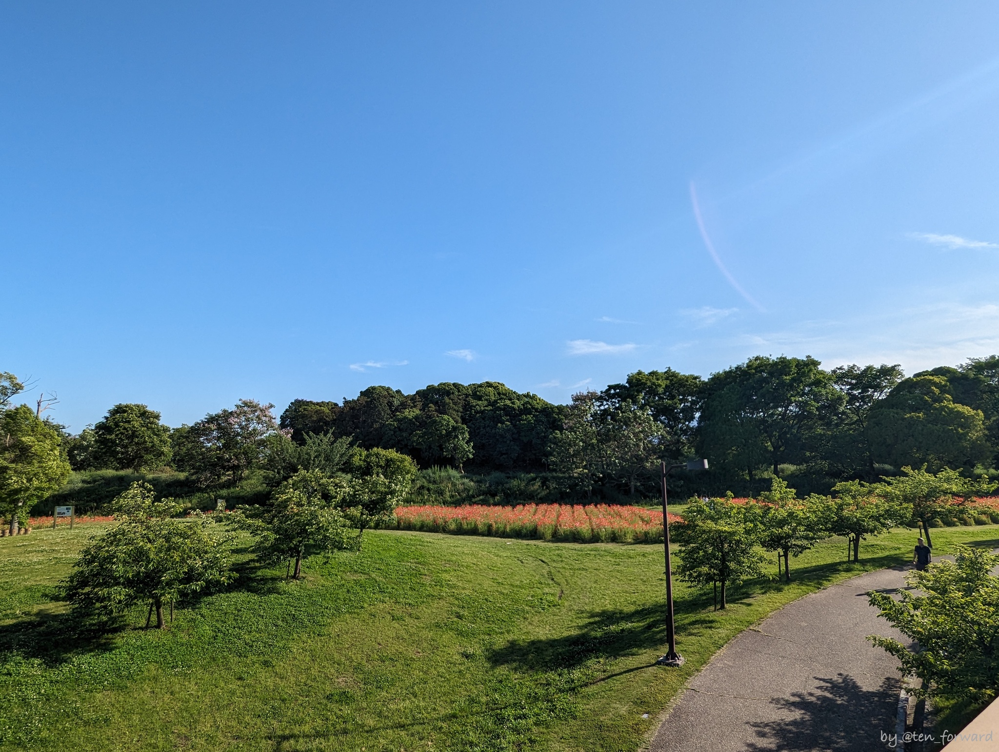 公園中央エリアから南側エリアと巣山古墳を望む