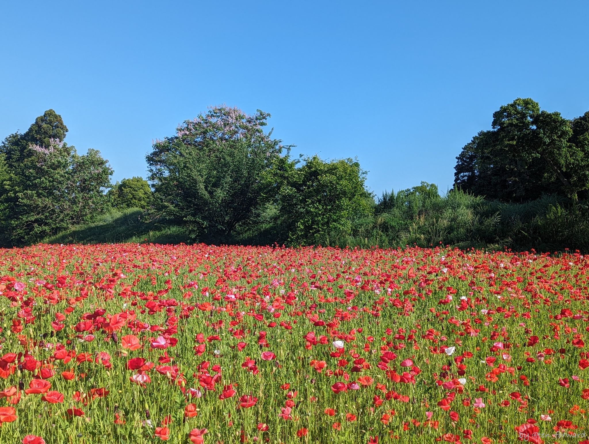 南側エリアの花とその向こうが巣山古墳