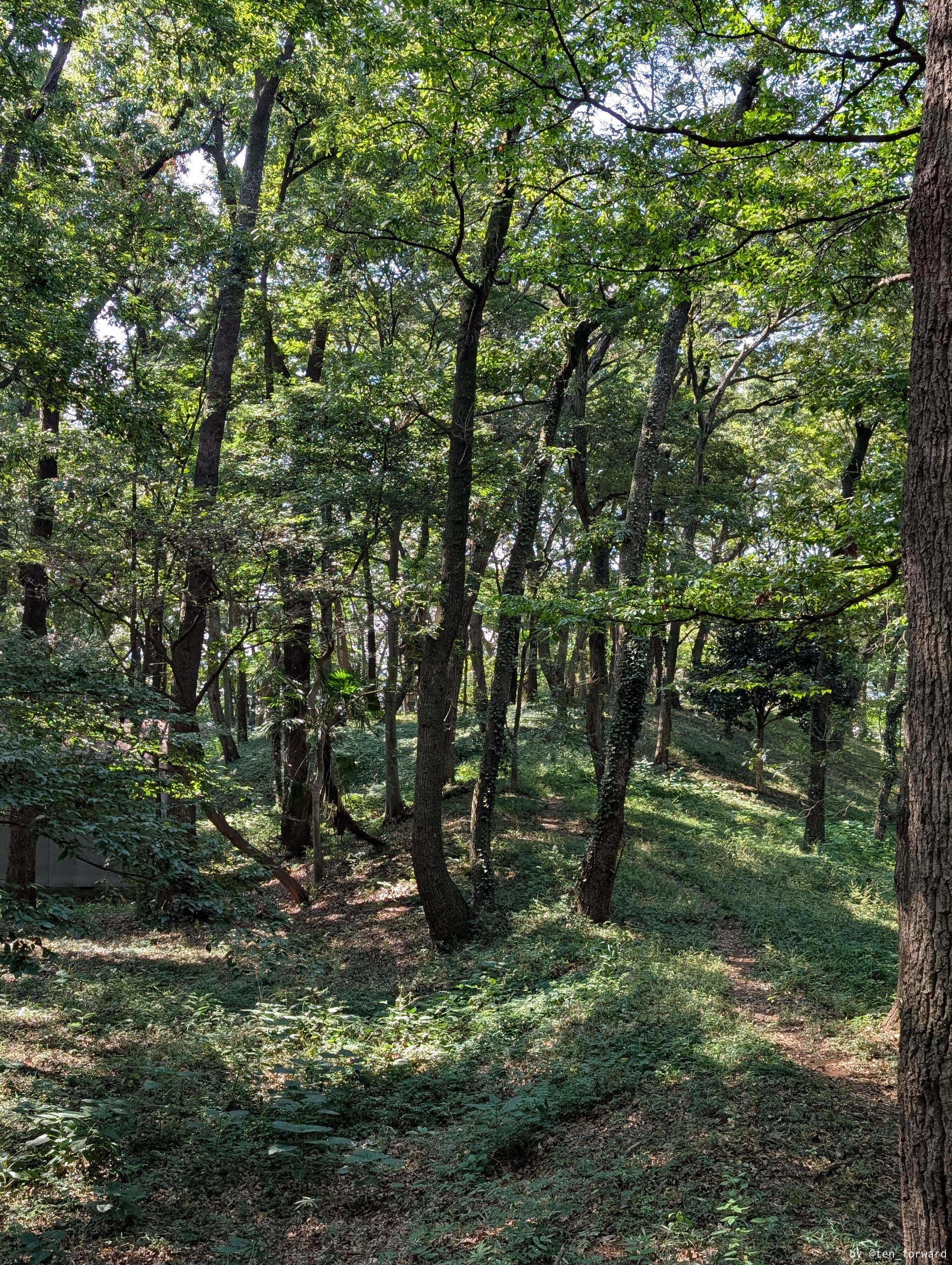 天神山古墳後円部から前方部を望む