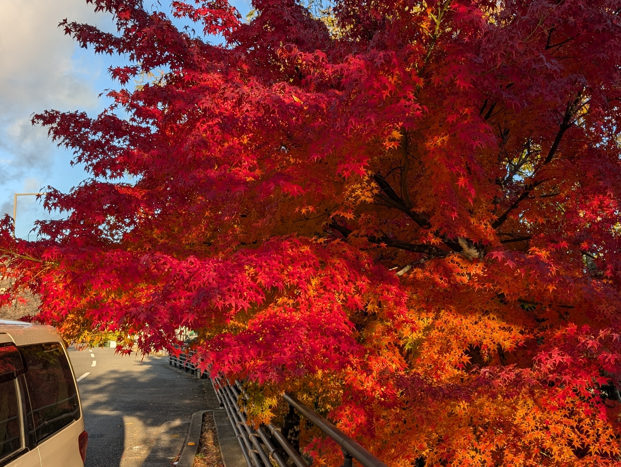 近くの紅葉