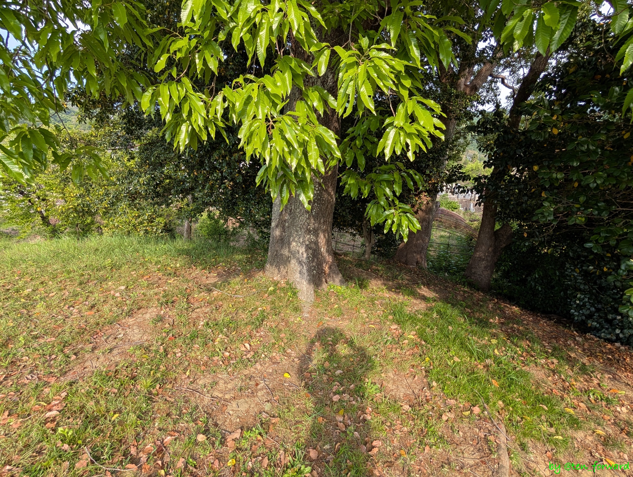 愛宕塚古墳墳丘