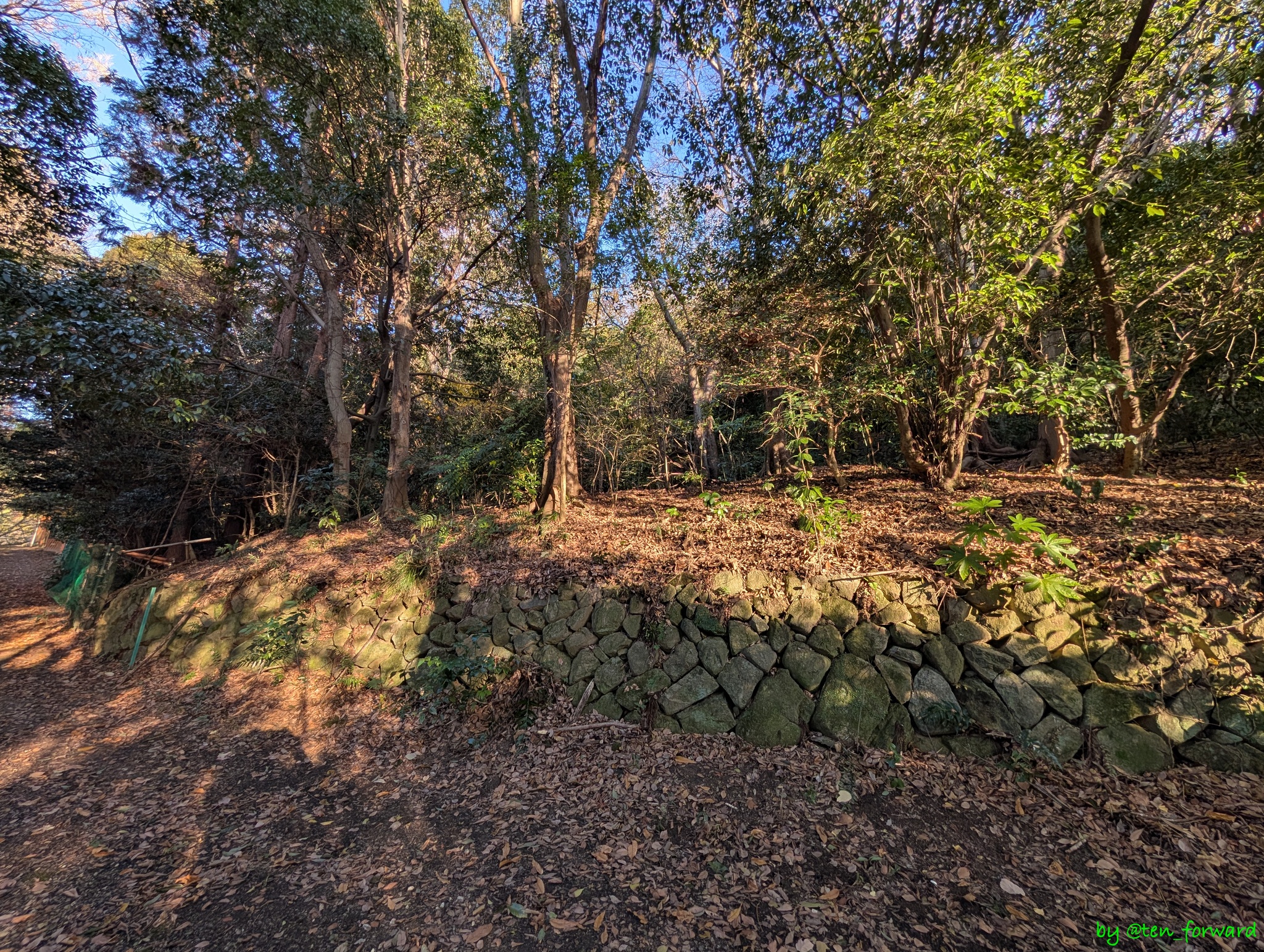 ちょうどこのあたりから上に上がる