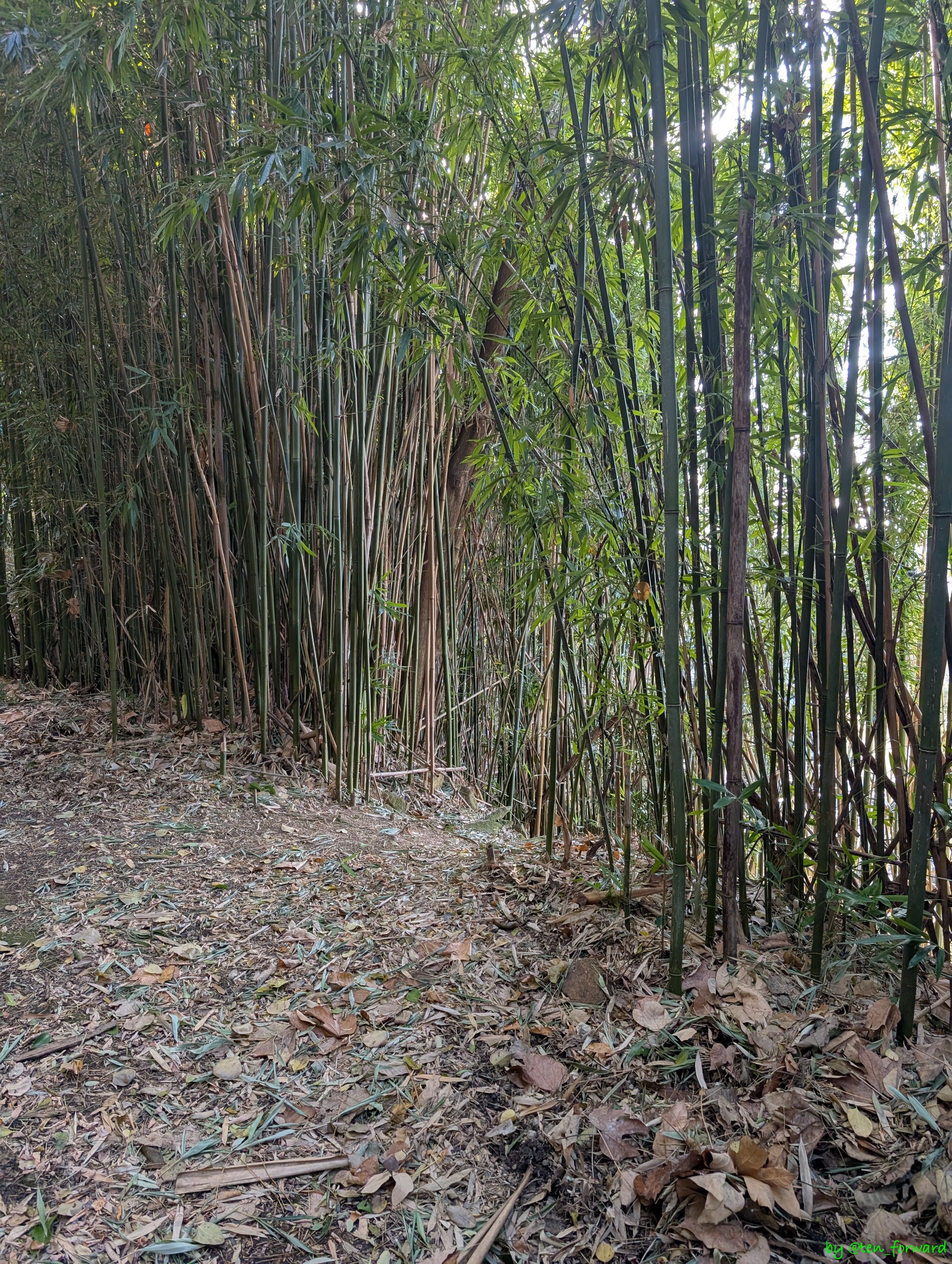 1号墳上の道から祠に降りる道