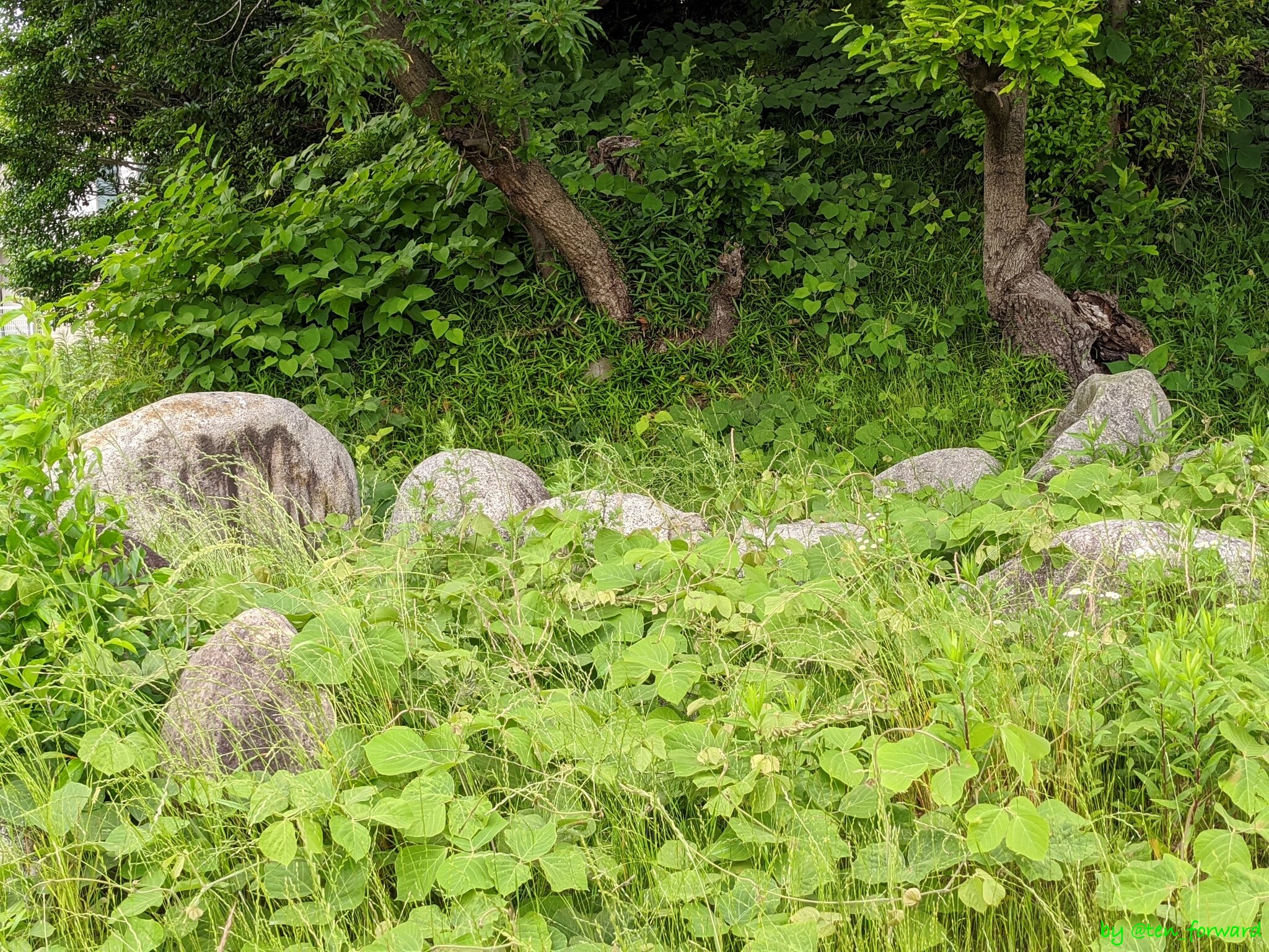 鼻摺古墳（2020年5月）