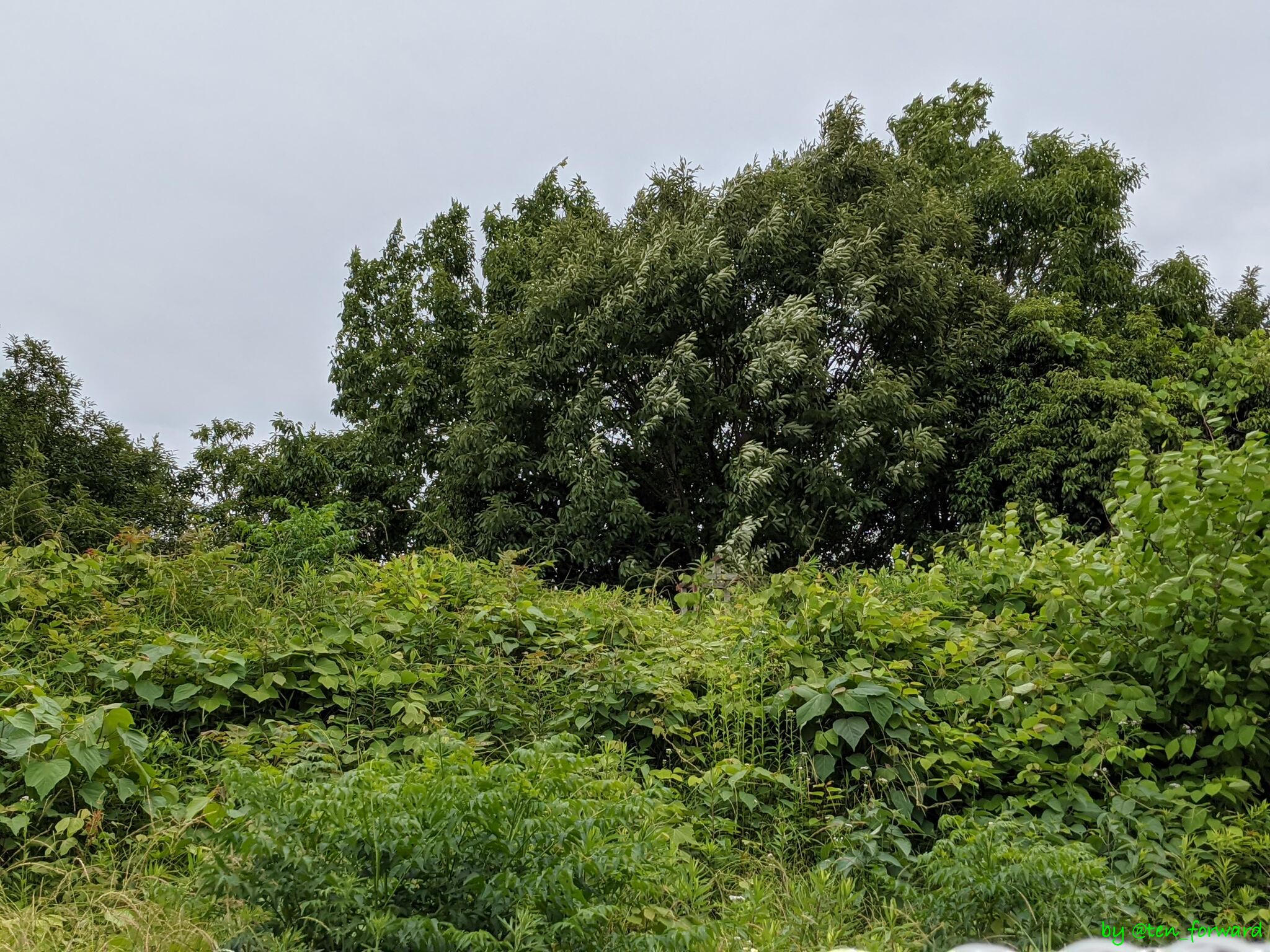 鼻摺古墳（2020年5月）