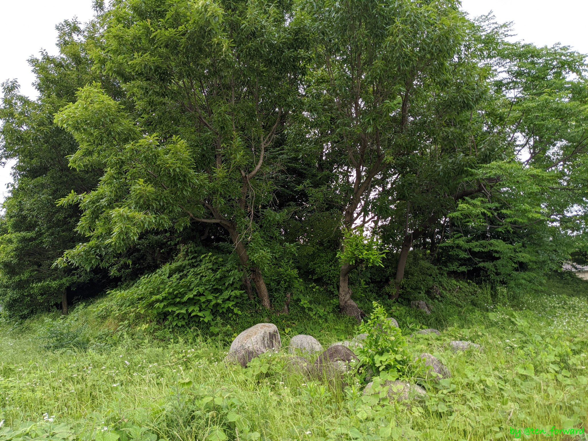 鼻摺古墳（2020年5月）