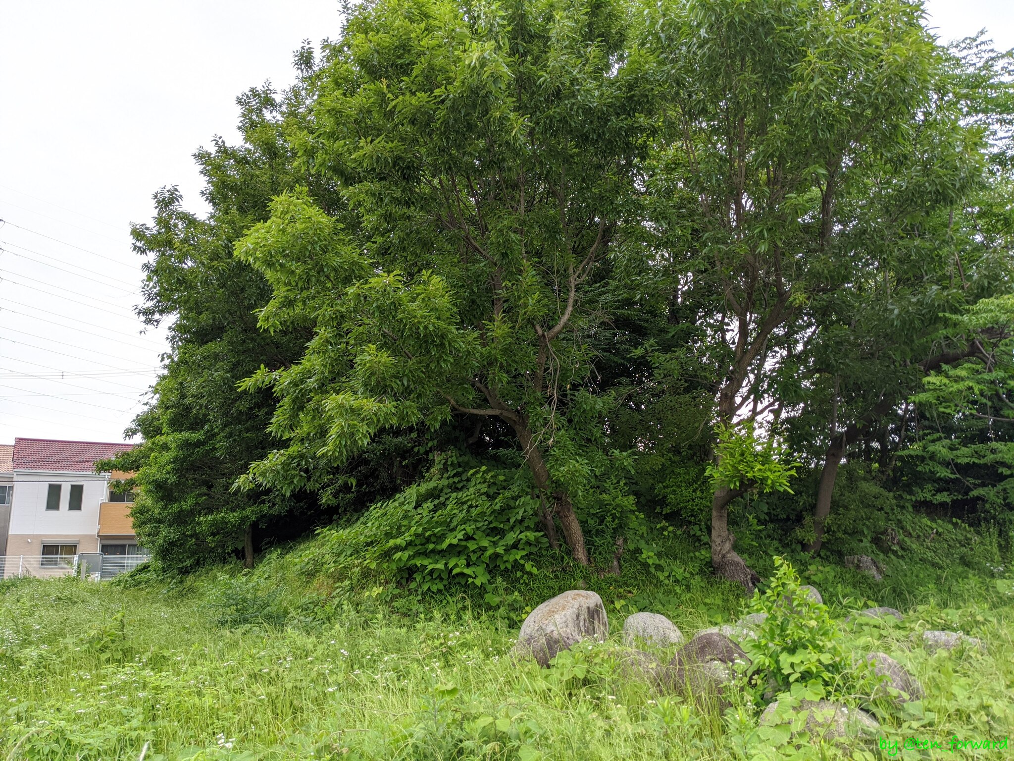 鼻摺古墳（2020年5月）