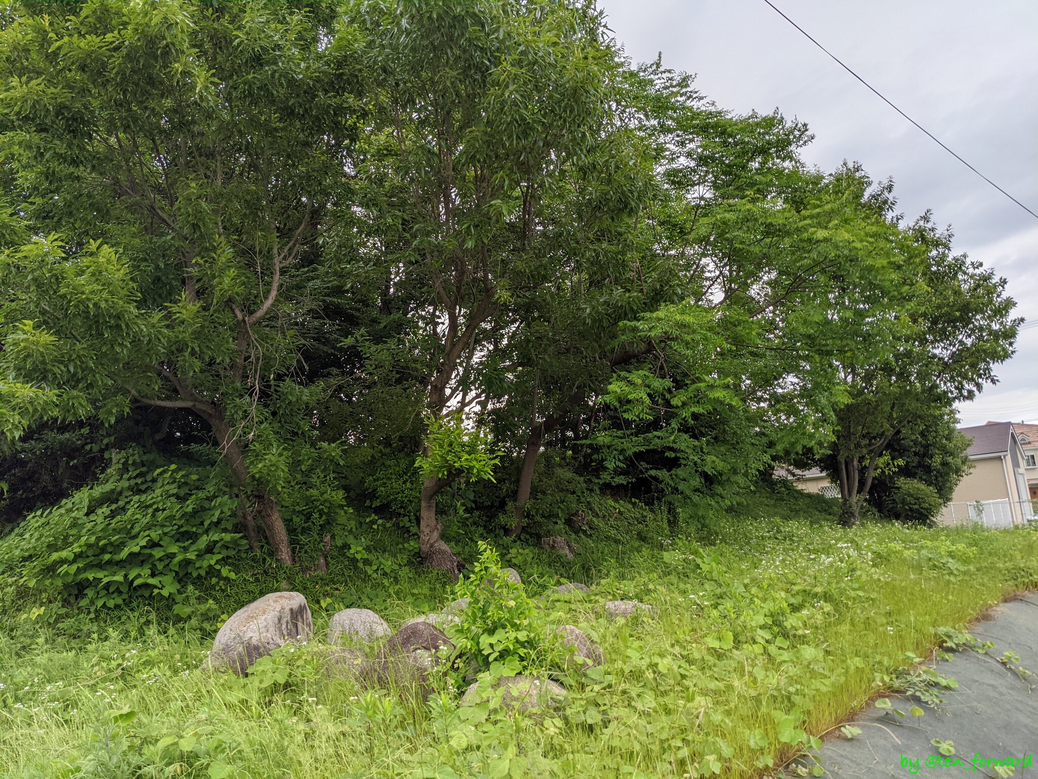 鼻摺古墳（2020年5月）