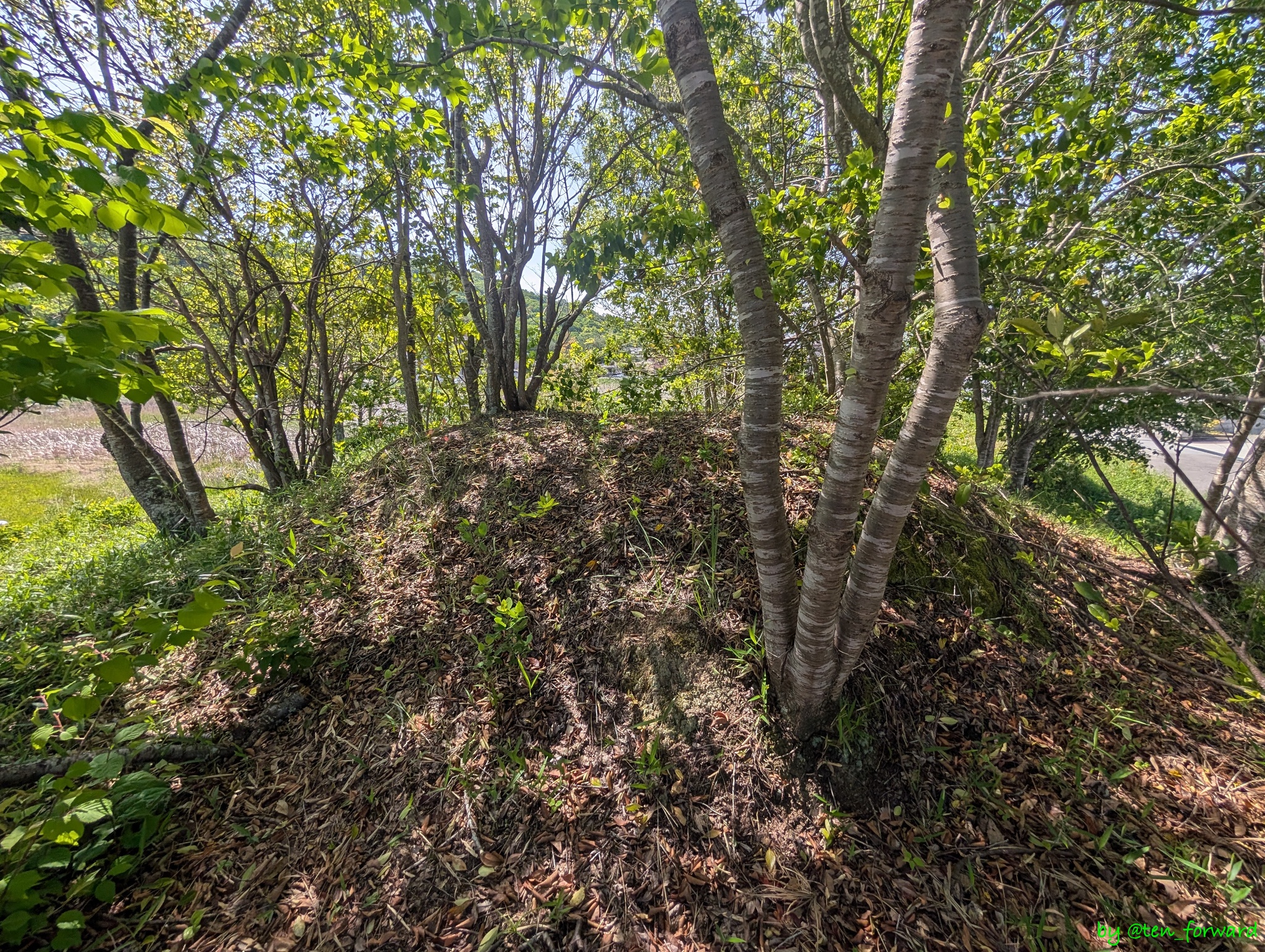 実盛塚古墳墳頂部