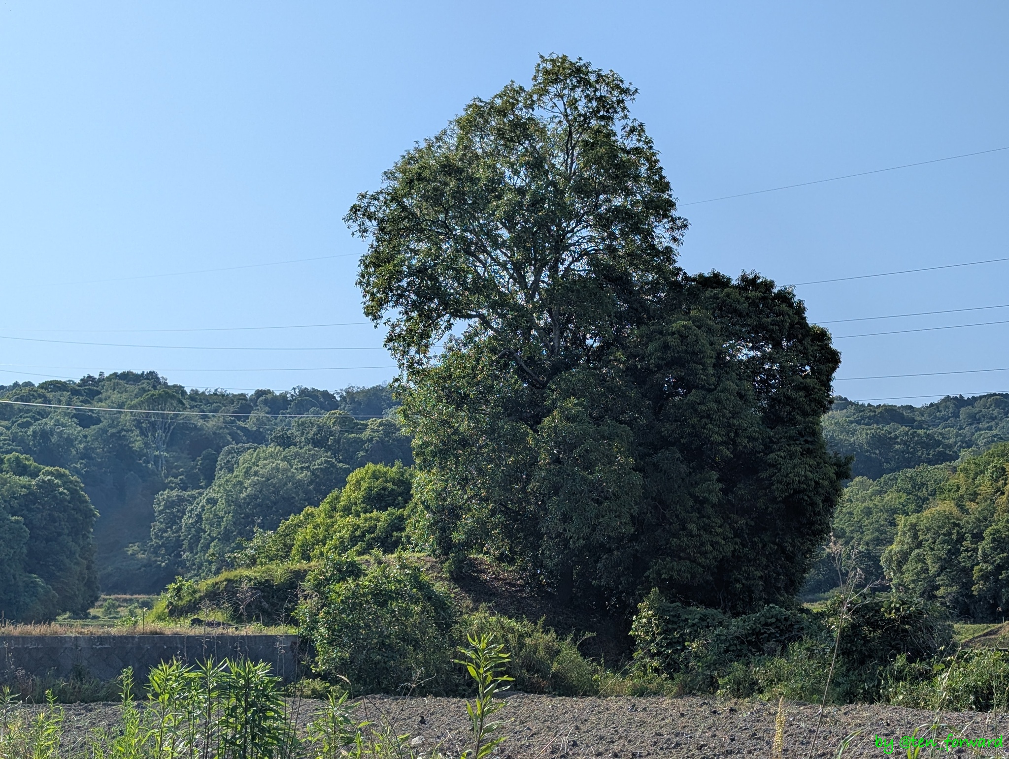 仏塚古墳（遠くから）