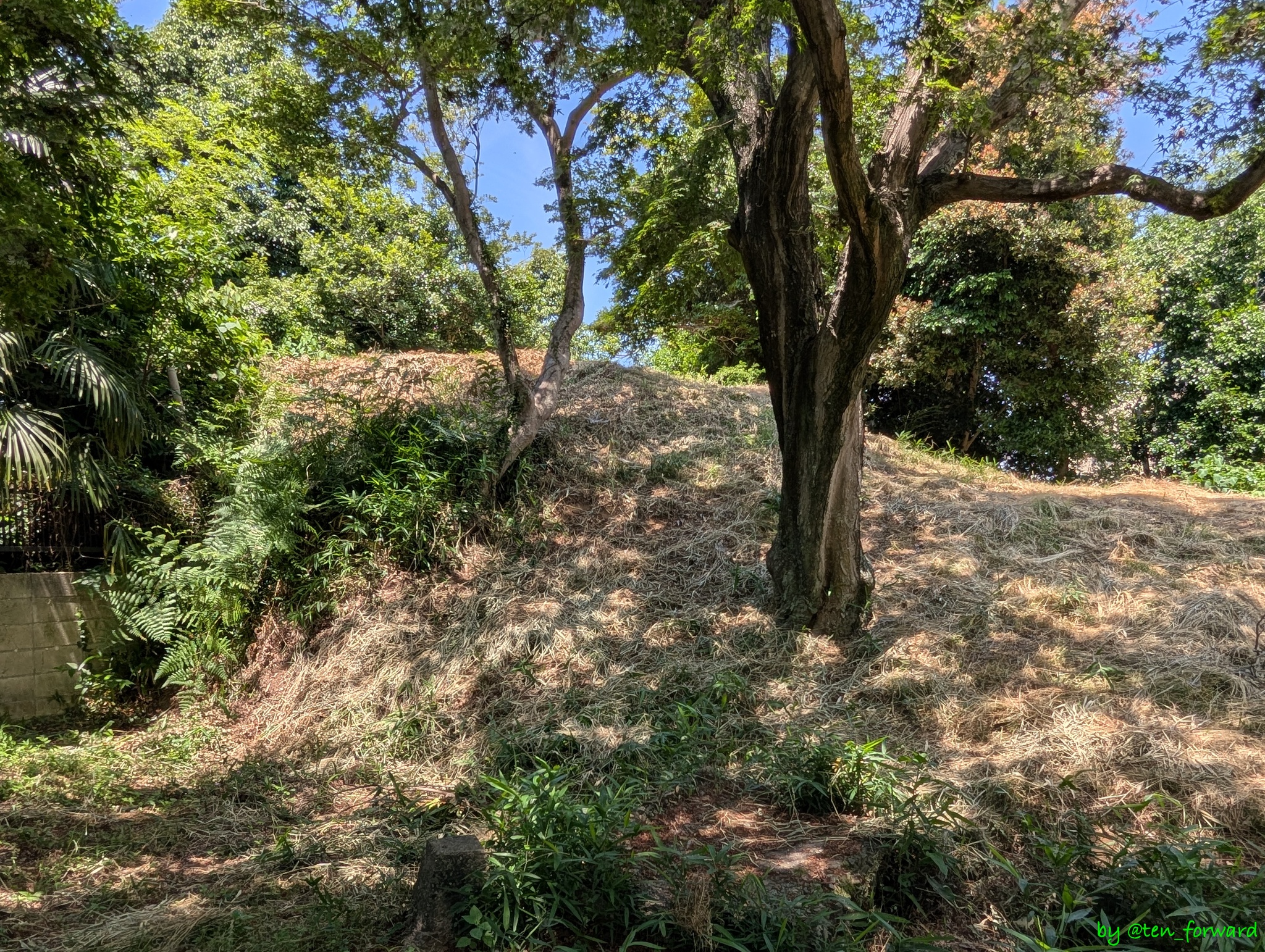 塚越古墳（願力寺側から後円部）