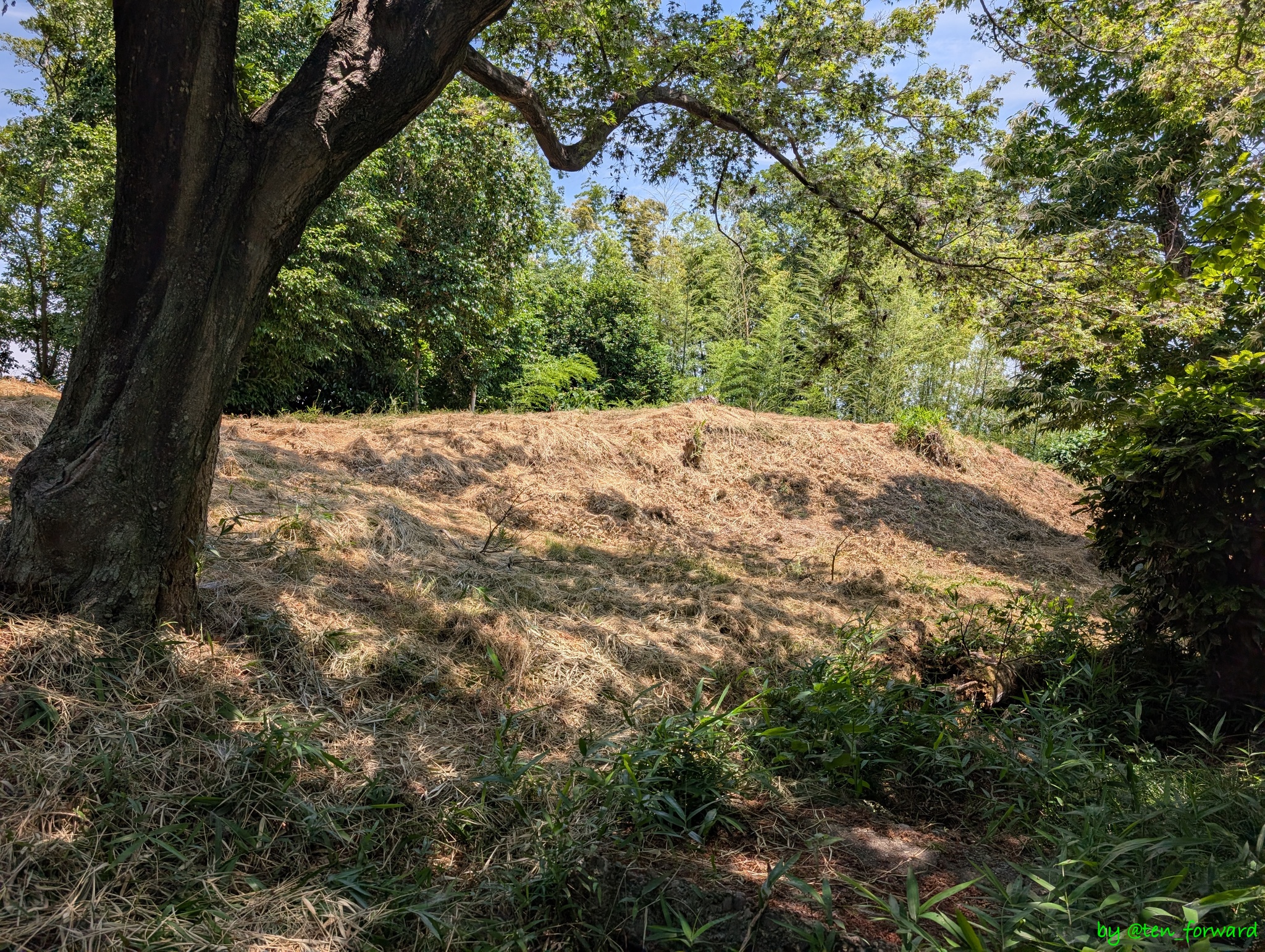 塚越古墳(願力寺側から前方部)